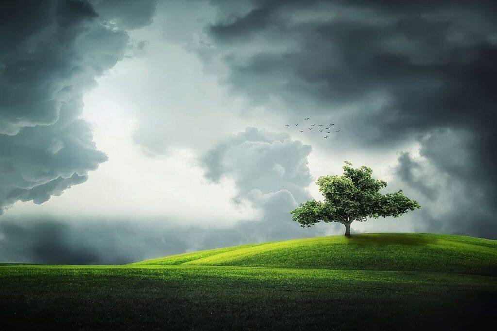 arbre-de-vie