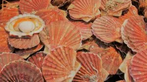Coquille Saint Jacques : Découvrir les bienfaits de la géobiologie ! coquilles saint jacques 2681146 1280