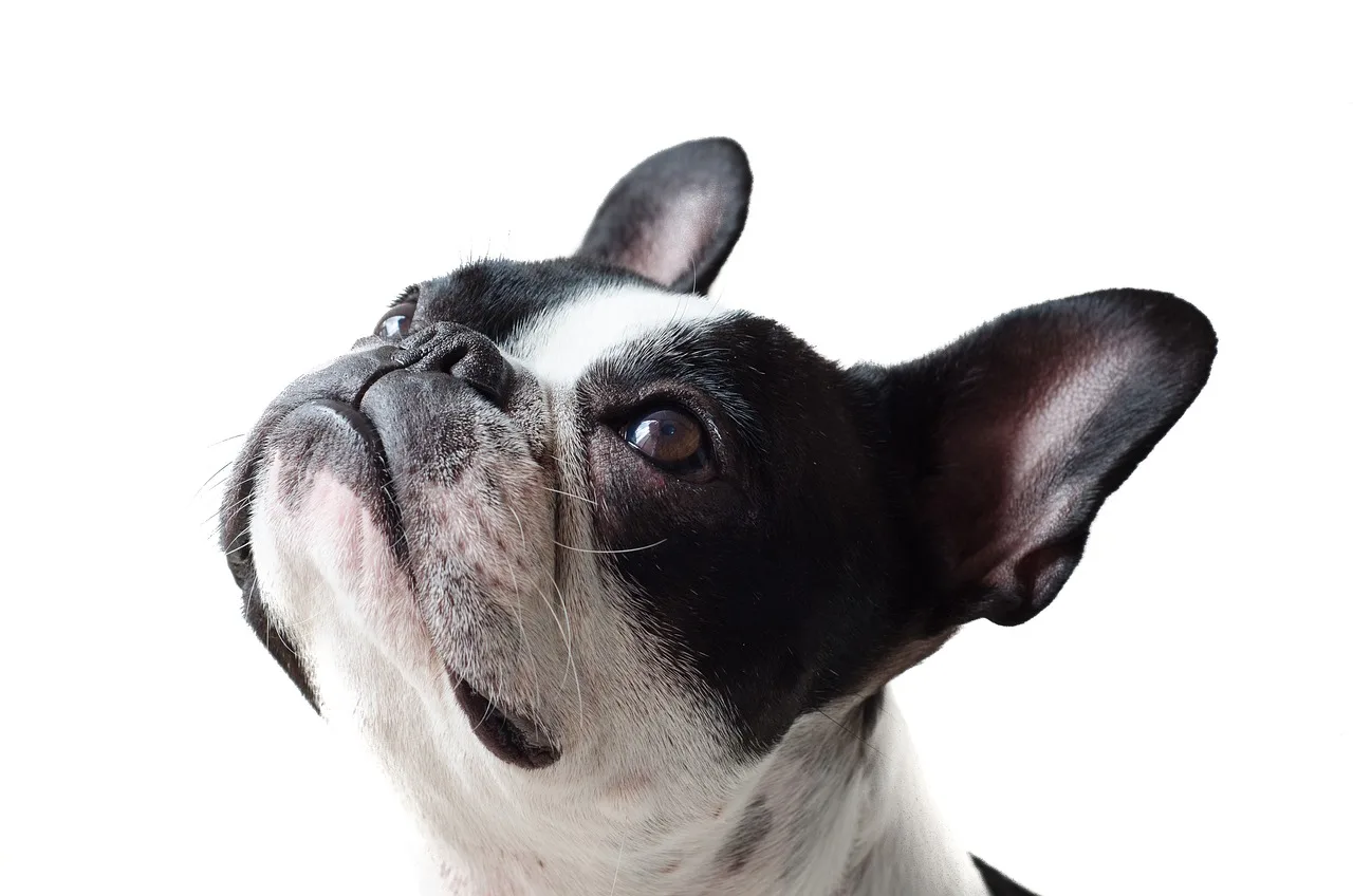 Comment entrer en contact avec l’âme de son animal ?